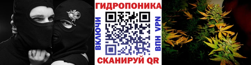 Каннабис конопля  наркота  Ставрополь 