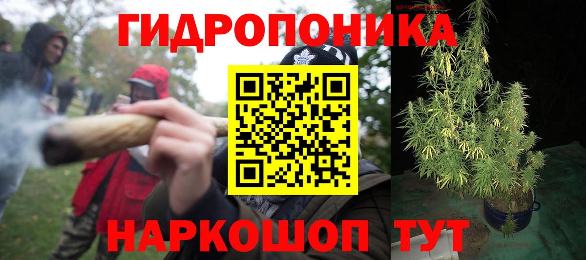 Бошки Шишки план Ставрополь